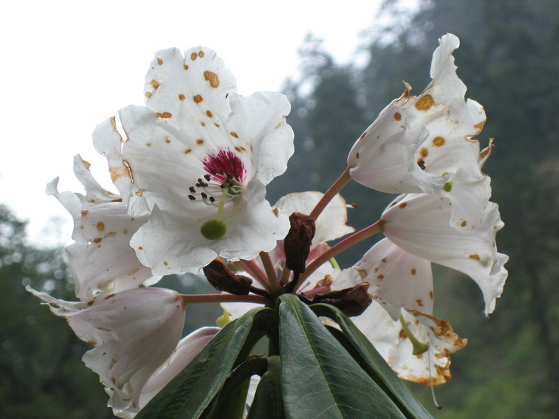 China Flower Pictures
