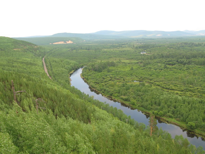 HEILONGJIANG FOREST